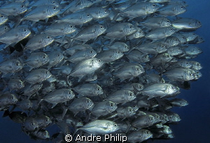 Close encounter with a school of jacks by Andre Philip 